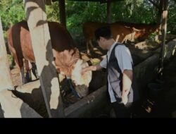 Seumur hidup sapi asal Desa Gembleb dibeli oleh Presiden untuk kurban