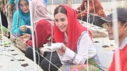 Bunda Novita: “Tanam Cabai di Rumah, Uang Belanja Bisa Utuh!”