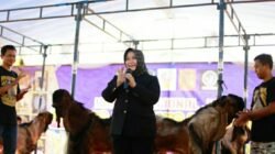 Dulu Dipandang Sebelah Mata, Kini Kambing Jerabang Ponorogo Berharga Puluhan Juta