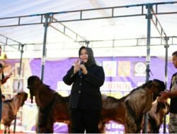 Dulu Dipandang Sebelah Mata, Kini Kambing Jerabang Ponorogo Berharga Puluhan Juta