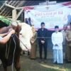 Lolos Uji Kesehatan, Sapi Kurban Presiden Prabowo Siap Disembelih