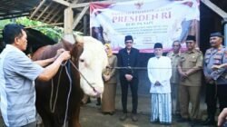 Lolos Uji Kesehatan, Sapi Kurban Presiden Prabowo Siap Disembelih