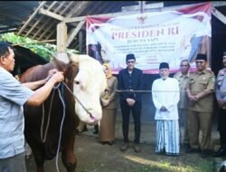 Lolos Uji Kesehatan, Sapi Kurban Presiden Prabowo Siap Disembelih