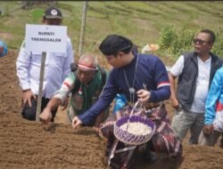 Pemkab & Polres Trenggalek Tancap Gas Tanam Bawang Putih Tekan Impor